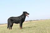 BEAUCERON 179